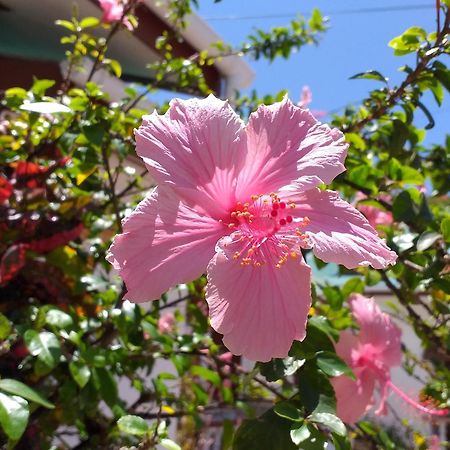 Pension Hibiscus 라디게 외부 사진